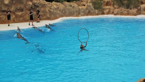 Delfín-Salta-A-Través-De-Un-Anillo-Sostenido-Por-Su-Entrenador-Durante-El-Espectáculo-De-Delfines-En-Loro-Parque,-Tenerife