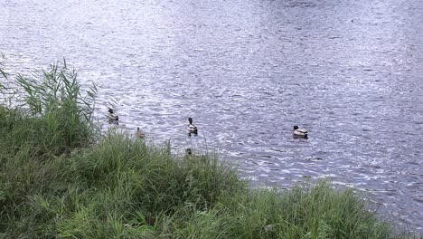 Wild-Ducks-Swim-In-A-River-On-A-Sunny-Day---Static-Shot