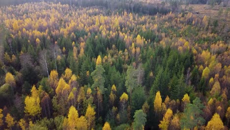 Beautiful-aerial-footage,-flying-over-colorful-autumn-forest-with-yellow-birches-and-firs,-wide-angle-birsdeye-drone-shot-moving-forward