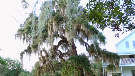 Vegetation-In-Blue-Springs,-Orlando,-Florida