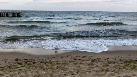 Seagulls-walking-on-the-beach-by-the-edge-of-the-water--slow-motion