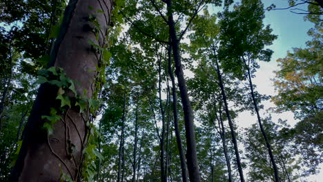 Grüne-Baumwipfel-Mit-Kletterpflanzen-Auf-Dünnen-Stämmen-Bei-Sonnenaufgang-Im-Waldpark-In-Jastrzebia-Gora,-Polen