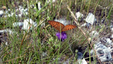 Silver-washed-fritillary-butterfly-sitting-on-a-purple-blossom-of-a-small-flower,-drinking-its-nectar,-on-a-grassy-mountainside-in-Montenegro,-small-rocks-and-pebbles-around,-close-up-static-4K-shot