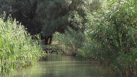 Beautiful-green-calm-river-through-the-forest-of-Danube-Delta--low-medium