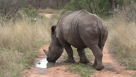A-South-African-rhino-drinking-rainwater-from-a-small-puddle-on-a-dirt-road