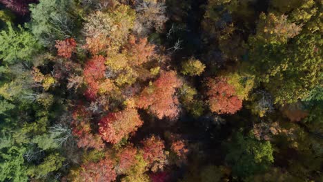 Top-down-aerial-shot-of-colorful-forest-in-fall