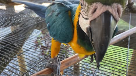 Schönes-Blaues-Papageienhaustier,-Vogel