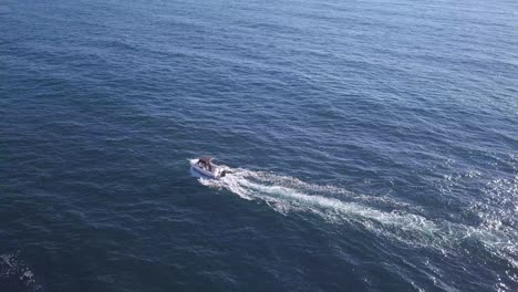 Single-small-white-motoric-fishing-boat-crossing-the-ocean,-Aerial-top-down-overhead-flyover-shot