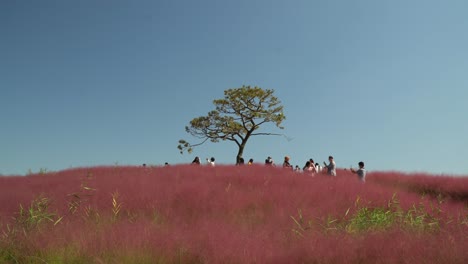 Menschen-Mit-Masken-Fotografieren-Den-Murhly-Grass-Hill,-Der-In-Vielen-Koreanischen-Dramen-Vorkommt,-Anseong-Ackerland,-Südkorea-Weitwinkel