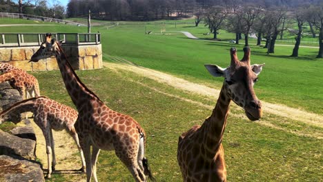 Jirafas-De-Rothschild-En-Peligro-De-Extinción-Alimentando-Hierba-En-Un-Día-Soleado-De-Verano-En-Longleat-Safari-And-Adventure-Park---Zoo-Popular-En-Wiltshire,-Inglaterra,-Reino-Unido