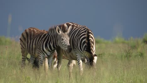 Two-zebras-stand-together-shaking-manes-and-grazing-in-African-grassland-savanna