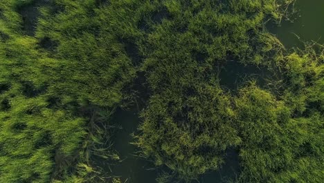 Aerial-forward-view-over-vegetation-in-lake-waters