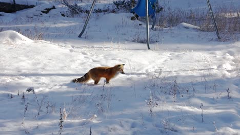 Red-Fox,-Canidae-Vulpes,-hunting-in-the-snow-in-the-back-yard-of-a-rural-property-in-the-Rocky-Mountains-of-Colorado