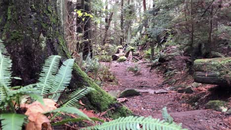 Tranquil-rainforest-in-Vancouver,-slider-medium-shot-of-vegetation