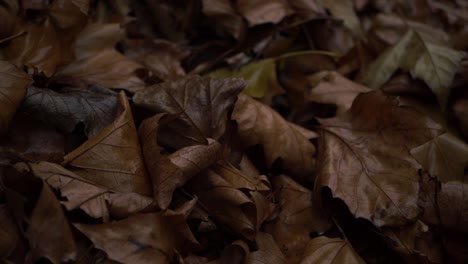 Nasse-Herbstblätter-Auf-Dem-Boden-Nach-Regenschwenkaufnahme