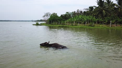 Buey-De-Agua-De-Imágenes-De-Drones-4k-Nadando-En-El-Lago,-Sri-Lanka