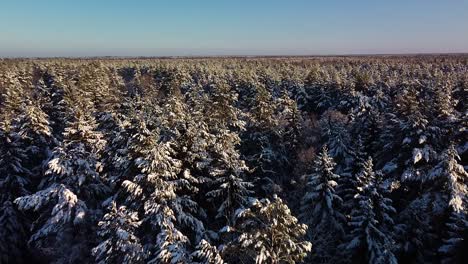 Beautiful-scenic-aerial-view-of-a-winter-forest-in-sunny-winter-day,-trees-covered-with-fresh-snow,-wide-angle-drone-shot-moving-forward-low-over-the-trees