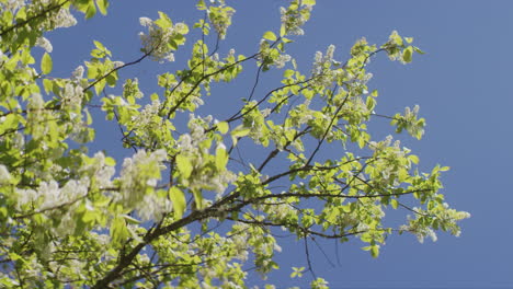 Blooming-Bird-Cherry-Tree-with-Blue-Sky