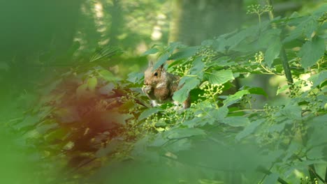 Adorable-Squirrel-eating-nuts-sitting-on-a-tree-branch-in-a-green-environment,-natural-frame