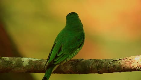 Bright-green-bird-with-a-short-beak-perched-on-a-tree-branch-in-the-Brazilian-Savanna