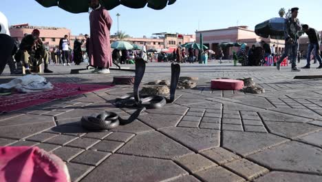 Cobras-Y-Serpientes-En-La-Calle-De-Marrakech-Cerca-De-Jemaa-El-Fna