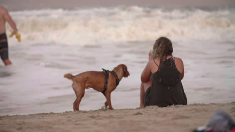 Dog-shaking-itself-dry-on-shore-next-to-female-owner-at-sunset,-Slow-Motion