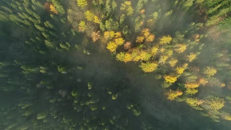 Aerial-top-view-directly-above-misty-forest