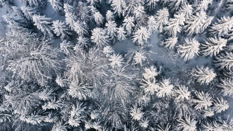 Frozen-coniferous-forest-treetops-under-snow,winter,overhead,Czechia