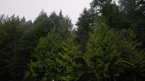 Noroeste-Pacífico,-Vancouver,-Columbia-Británica,-Bosque,-árboles,-Naturaleza,-Plantas,-Hojas,-Raíces