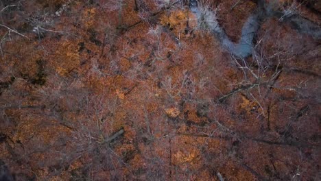 Luftaufnahme-Von-Oben-Nach-Unten-Eines-Waldes,-Der-Mit-Roten-Und-Orangefarbenen-Blättern-Bedeckt-Ist