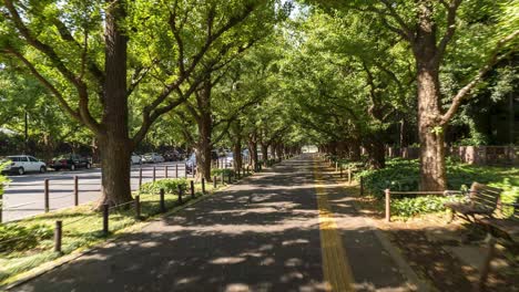 Fast-walking-hyperlapse-through-alley-lined-with-green-trees-in-summer
