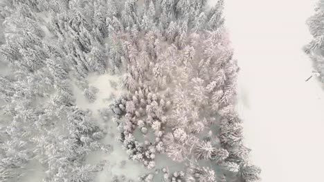 Winter-wonderland-of-pine-trees-covered-with-white-snow