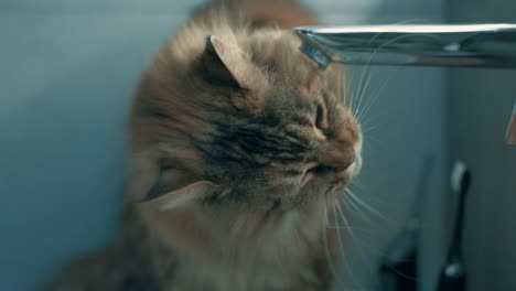 Gracioso-Gato-Jengibre-Bebiendo-Agua-Del-Grifo---Cerrar