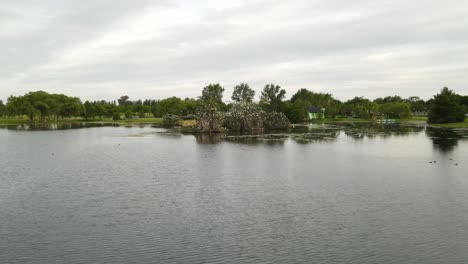 Dolly-out-flying-across-a-lake-with-an-islet-in-the-middle-covered-with-flocks-of-great-white-egret-resting-on-top-of-trees-surrounded-by-nature