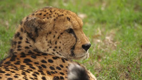 Close-up-of-a-tired-cheetah-falling-asleep-on-the-savannah,-profile-shot