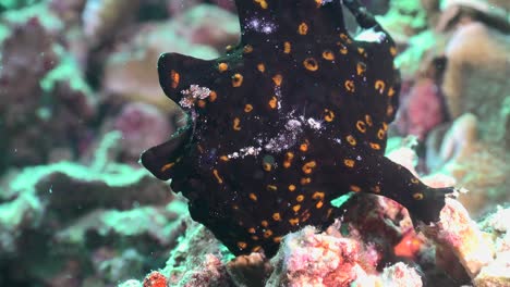 Bllack-warty-Frogfish-with-orange-spots-walking-over-tropical-coral-reef