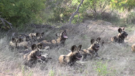 Gimbal-Aufnahme-Afrikanischer-Wildhunde,-Die-Zusammen-Ruhen