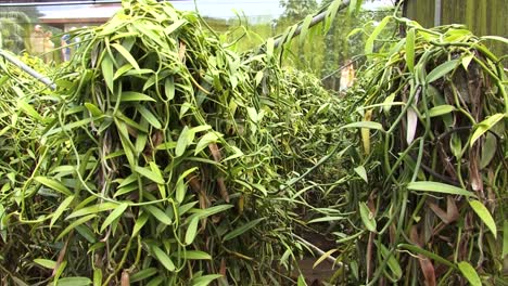 Vanilla-plants-and-Tourists-visiting-a-Vanilla-farm-in-Raiatea,-Society-Islands,-French-Polynesia