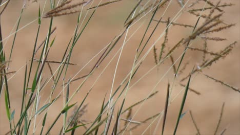 Wunderschönes-Gras-...wunderschönes-Gras-..