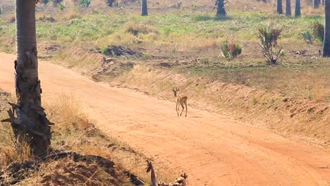 Baby-mammal-crossing-dirt-road-in-Africa