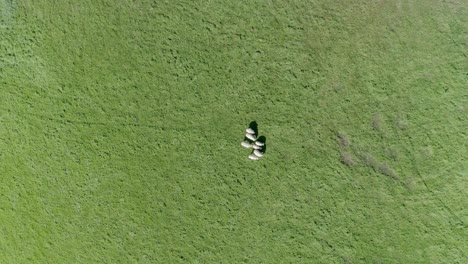 Several-sheep-graze-in-a-wide-aerial-shot-tracking-fast-downwards-with-a-topdown-angle-to-show-an-abstract-view