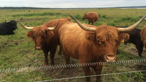 Closeup-of-highland-bulls-grazing-on-seaside-pasture