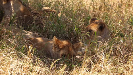 Extreme-Nahaufnahme-Einer-Löwin,-Die-Sich-Neben-Ihrem-Rudel-Unter-Einem-Baum-In-Der-Serengeti-In-Tansania-Niederlegt