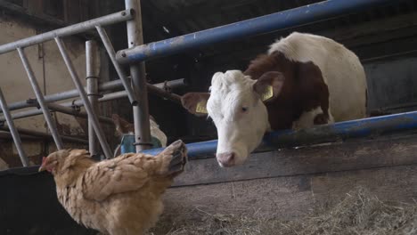 Vaca-Marrón-Y-Blanca-Comiendo-Y-Alimentando-Heno-En-El-Granero-Y-Pasto-Seco-En-Una-Granja-Orgánica-En-Los-Países-Bajos-Holanda