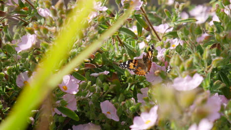 Una-Mariposa-Pintada-Alimentándose-De-Néctar-Y-Recogiendo-Polen-En-Bonitas-Flores-Rosas-Durante-Una-Flor-De-Primavera-De-California