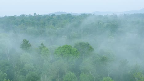 Schöne-Waldluftaufnahme-Im-Morgennebel---Nebel-In-Südindien