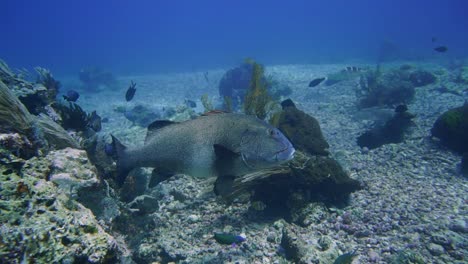 a-grey-giant-sweetlip-is-swimming-slowly-over-the-coral-reef---rubble-floor-of-the-ocean