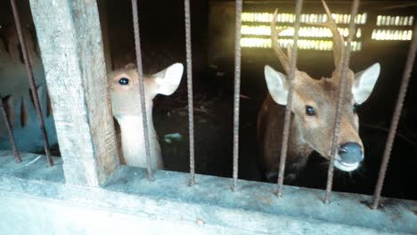 Una-Toma-En-Cámara-Lenta-De-Dos-Ciervos-Dentro-De-Una-Jaula-En-Un-Zoológico