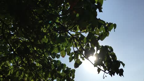 Sunshine-through-the-tree