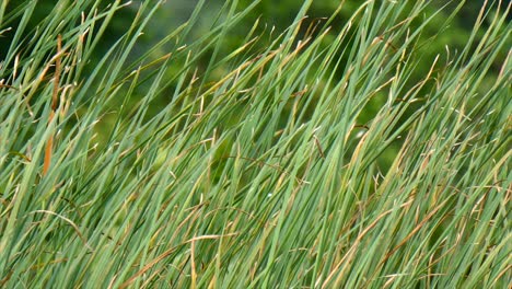 Grass-moving-in-a-light-breeze.